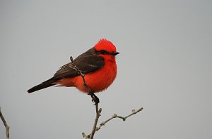 Flycatcher, Vermilion, 2013-01064600 Estero Llano Grande State Park, TX